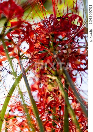 赤い彼岸花 134509791