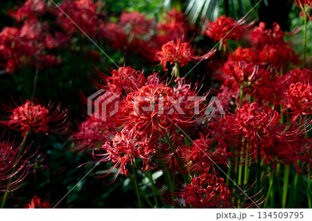 赤い彼岸花 赤い彼岸花 134509795