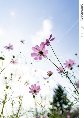 青空に映えるコスモス 134509805