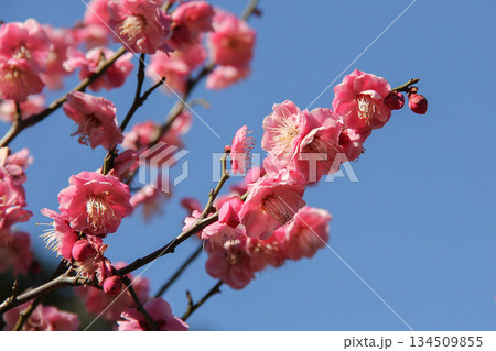 旧芝離宮恩賜庭園で咲く紅梅と青空　早春の日本の自然風景 134509855
