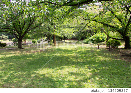 旧芝離宮恩賜庭園の新緑に包まれた芝生の園路 初夏の日本庭園風景 134509857