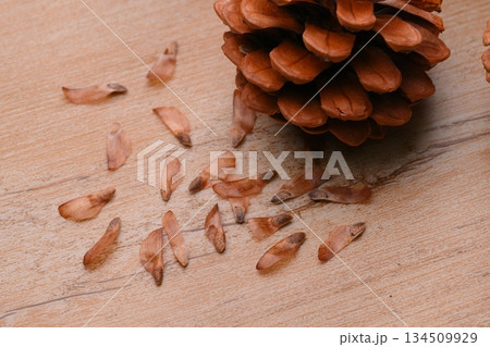 松ぼっくり、まつぼっくり、マツボックリ、松毬と種・タネ。 134509929