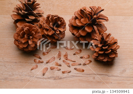 松ぼっくり、まつぼっくり、マツボックリ、松毬と種・タネ。 134509941
