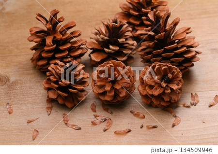 松ぼっくり、まつぼっくり、マツボックリ、松毬と種・タネ。 134509946