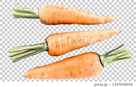 Watercolor illustration of a carrot 134509948