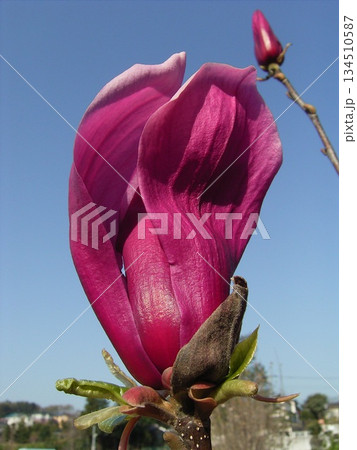 蕾が開き始めた状態モクレン 134510587