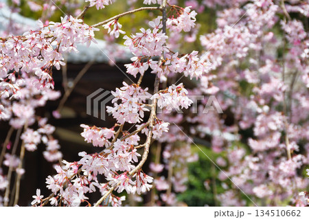 京都 法金剛院 美しい桜(京都府京都市右京区) 京都 法金剛院 美しい桜(京都府京都市右京区) 134510662