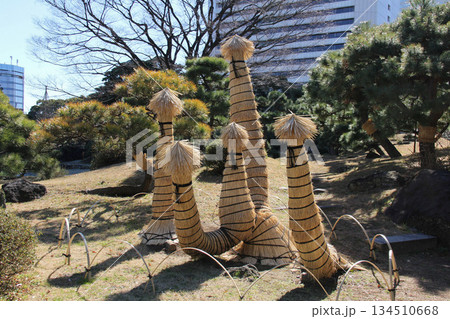 旧芝離宮恩賜庭園のソテツの冬支度 こも巻きとわらぼっちが彩る日本庭園の冬景色 134510668