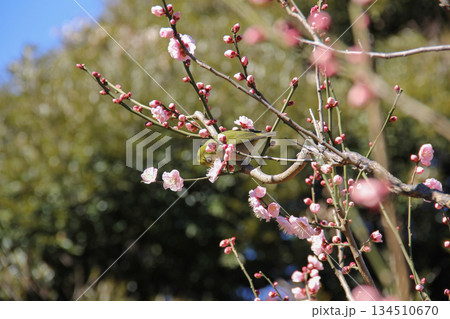 旧芝離宮恩賜庭園の梅の花とメジロ|春を告げる日本庭園の野鳥風景 旧芝離宮恩賜庭園の梅の花とメジロ|春を告げる日本庭園の野鳥風景 134510670