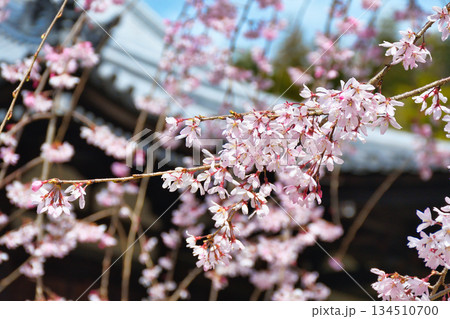 京都 法金剛院 美しい桜(京都府京都市右京区) 京都 法金剛院 美しい桜(京都府京都市右京区) 134510700