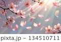 桜の花びらがひらひら舞い落ちるモーション風 134510711