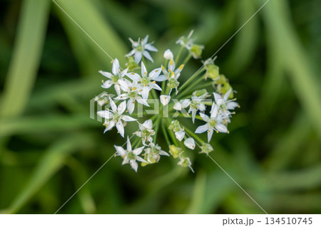 白いにらの花 134510745
