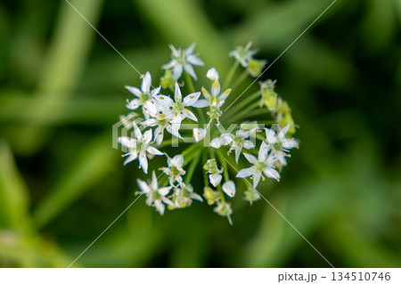 白いにらの花 白いにらの花 134510746