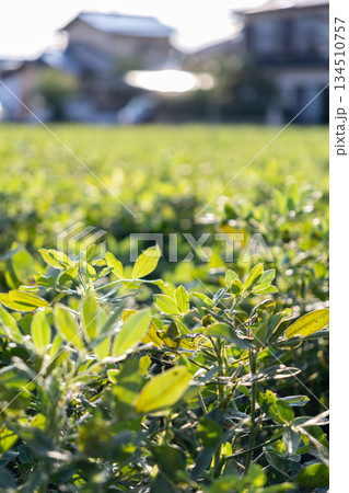 一面に広がる落花生の葉 134510757