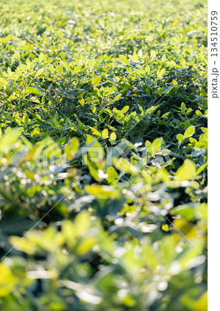 一面に広がる落花生の葉 134510759