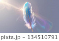 光に透ける羽根 134510791