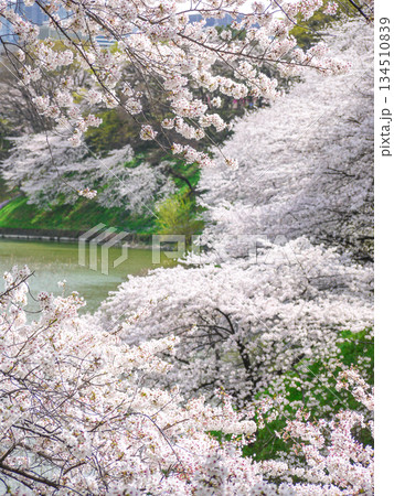 東京九段・千鳥ヶ淵の桜並木 134510839