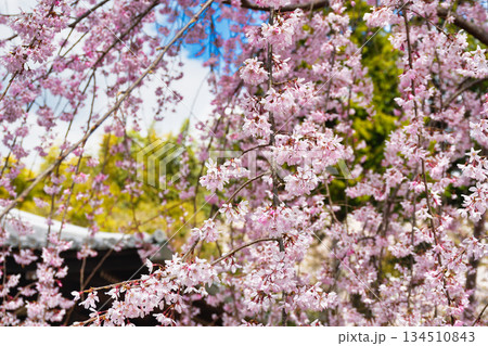京都　法金剛院　美しい桜（京都府京都市右京区） 134510843