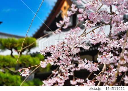 京都 法金剛院 美しい桜(京都府京都市右京区) 京都 法金剛院 美しい桜(京都府京都市右京区) 134511021