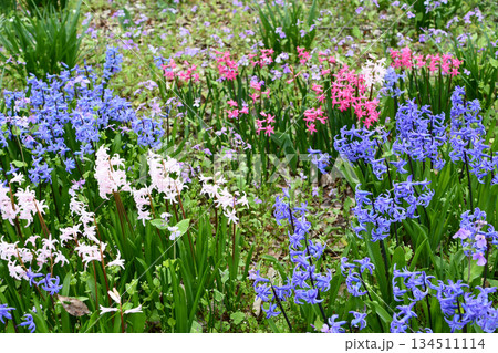 ヒヤシンス Hyacinth ヒヤシンス Hyacinth 134511114