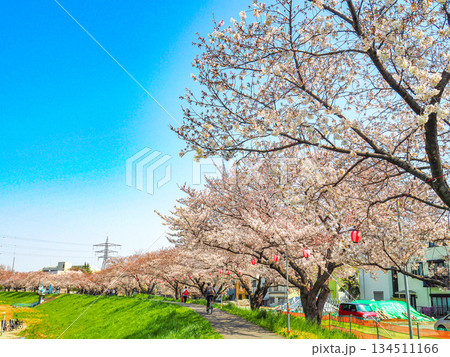 埼玉県志木市・柳瀬川桜並木 134511166