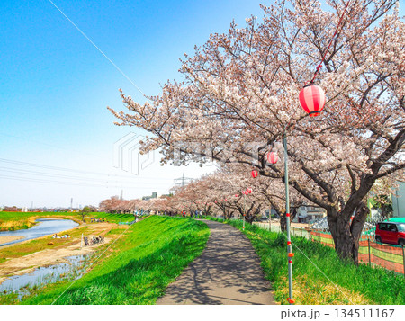 埼玉県志木市・柳瀬川桜並木 134511167