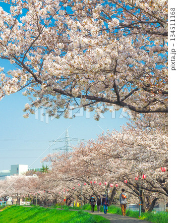 埼玉県志木市・柳瀬川桜並木 134511168