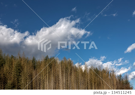 枯れ竹林の造形と青空を舞う白雲【背景素材】 134511245