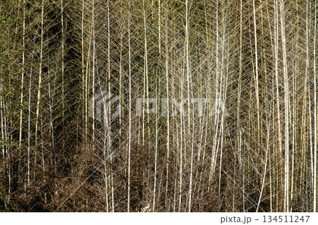 枯れ竹林の造形【背景素材】 134511247