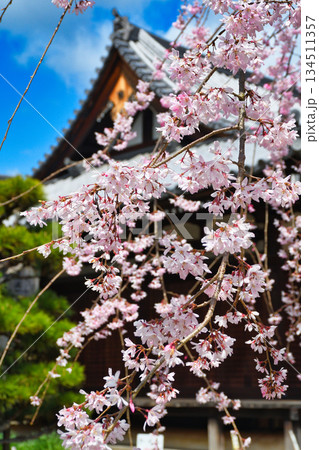 京都　法金剛院　美しい桜（京都府京都市右京区） 134511357