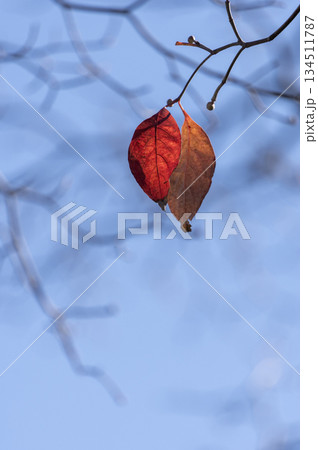 晩秋の青空と枝先に寄り添う二枚の葉 134511787