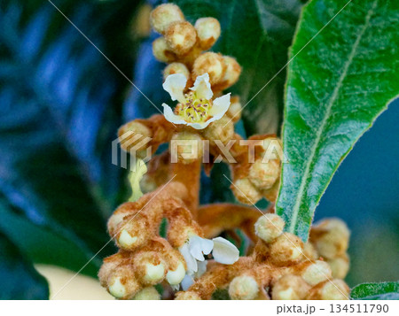 バラ科の常緑高木ビワの花と蕾 バラ科の常緑高木ビワの花と蕾 134511790