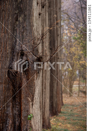 初冬の雨に静まる秋ヶ瀬公園のメタセコイア並木 134511861