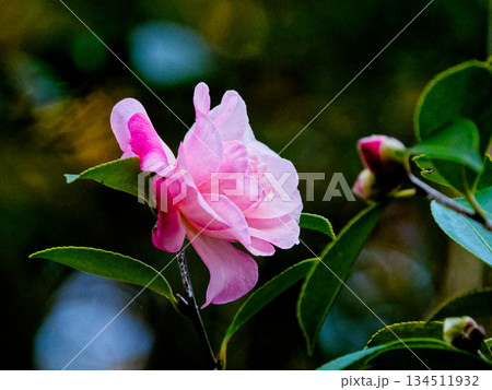 ツバキ科サザンカの開花 134511932