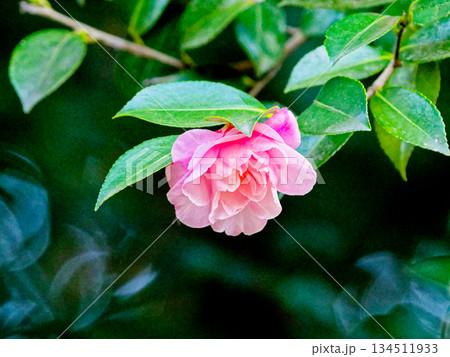 ツバキ科サザンカの開花 ツバキ科サザンカの開花 134511933