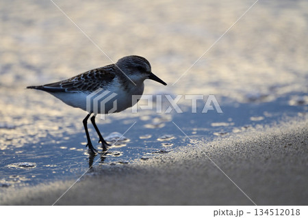 トウネン 134512018