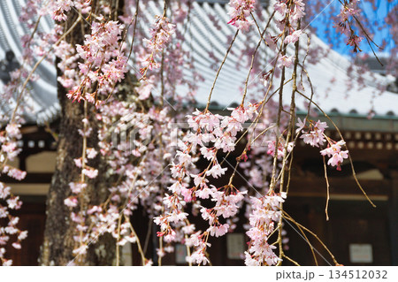 京都 法金剛院 美しい桜(京都府京都市右京区) 京都 法金剛院 美しい桜(京都府京都市右京区) 134512032