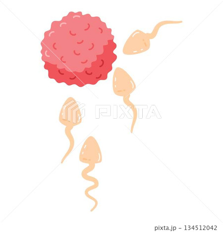 Human sperms impregnate fertile female egg ovum illustration Human sperms impregnate fertile female egg ovum illustration 134512042