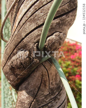 木質化したつる性植物が金網フェンスに絡みつき一体化2 木質化したつる性植物が金網フェンスに絡みつき一体化2 134512158