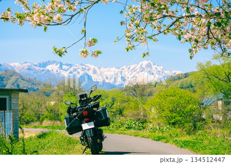 桜と雪山とバイク 134512447