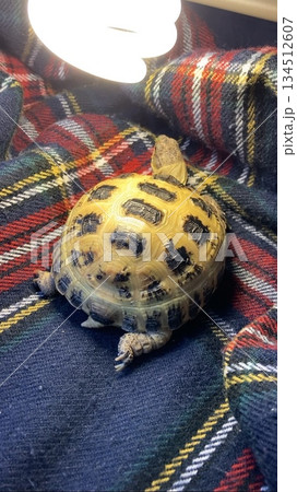 UVBライトを浴びてのんびりするロシアリクガメ 134512607