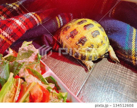 頭隠して尻隠さずなロシアリクガメ 134512608