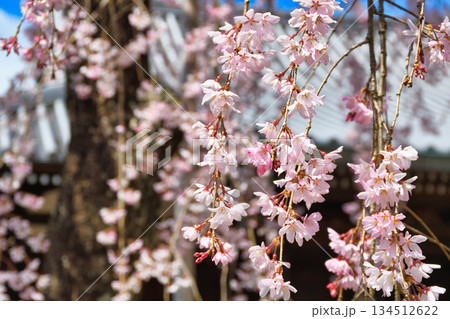 京都　法金剛院　美しい桜（京都府京都市右京区） 134512622