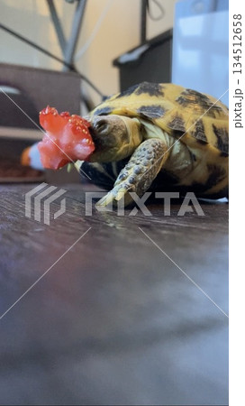 いちごを一生懸命食べるロシアリクガメ 134512658