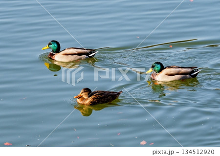 溜池の冬鳥 カモ科マガモ♂♀のペア 溜池の冬鳥 カモ科マガモ♂♀のペア 134512920