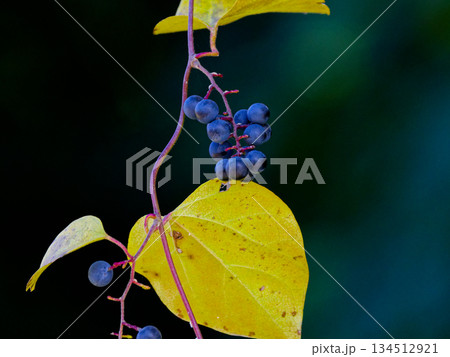 溜池の冬鳥　カモ科マガモの群れ 134512921