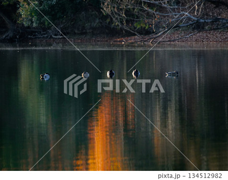 溜池の冬鳥　カモ科マガモの群れ 134512982