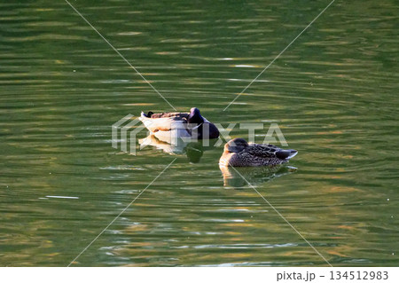 溜池の冬鳥　カモ科マガモ♂♀のペア 134512983