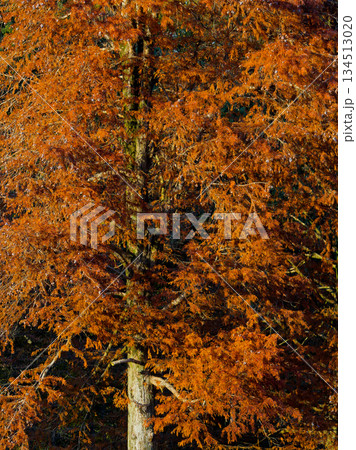 ヒノキ科ラクウショウの紅葉 134513020