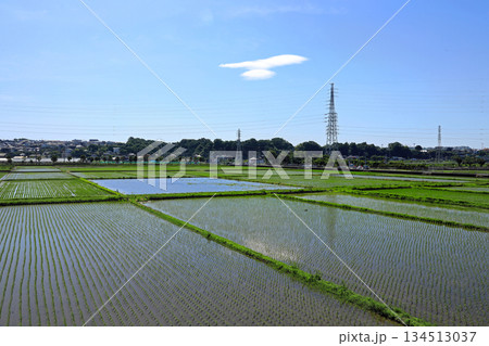 田園の広がる海老名の四季の風景 田園の広がる海老名の四季の風景 134513037
